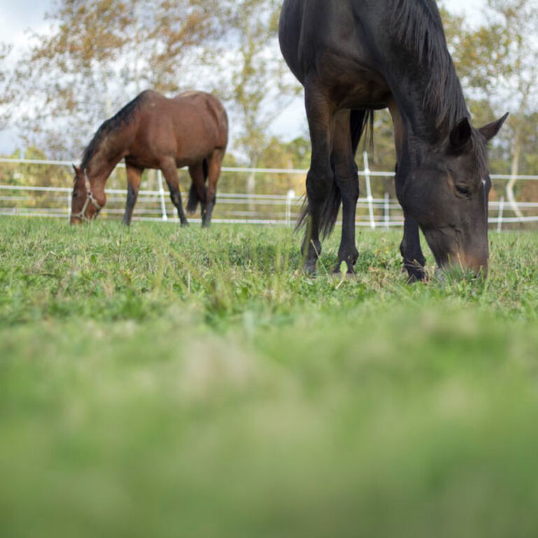 Equine Science Center of Excellence 