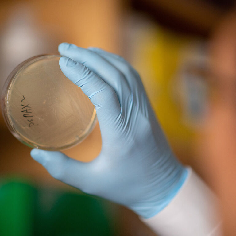 Researcher examining Petri dish