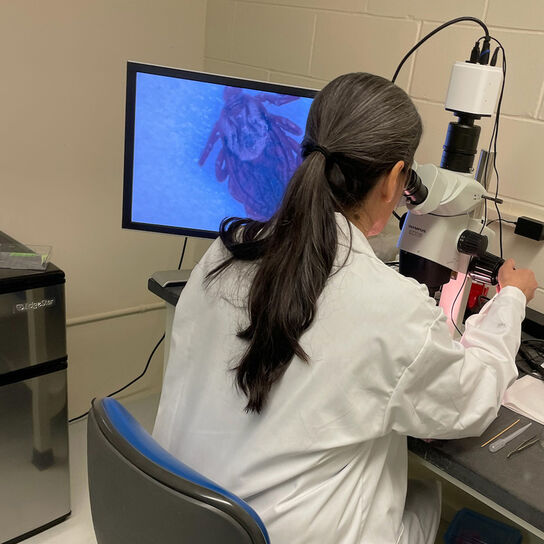 NJ Ticks 4 Science 4 Dogs! Support Fund  image number 0