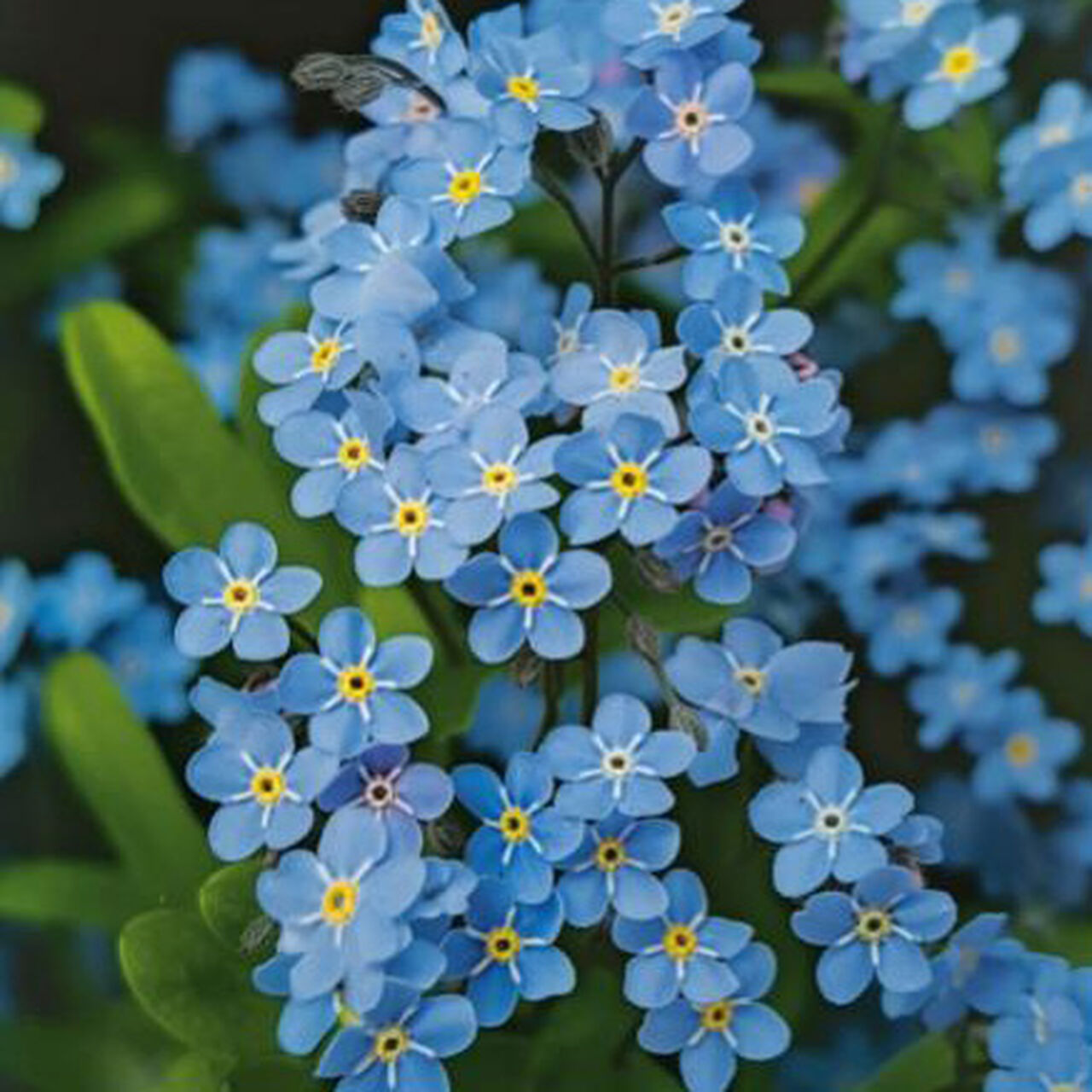 Photo of forget-me-not flowers image number 0