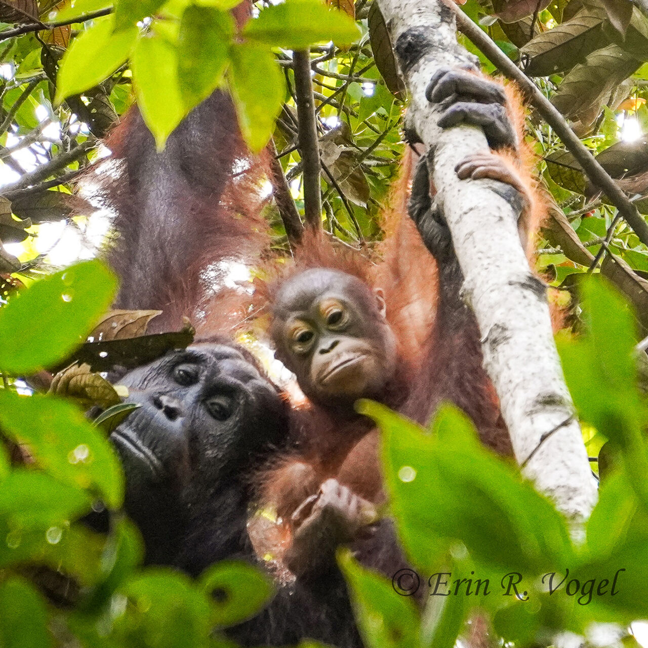 Tuanan Orangutan Research Station Gift Fund  image number 0