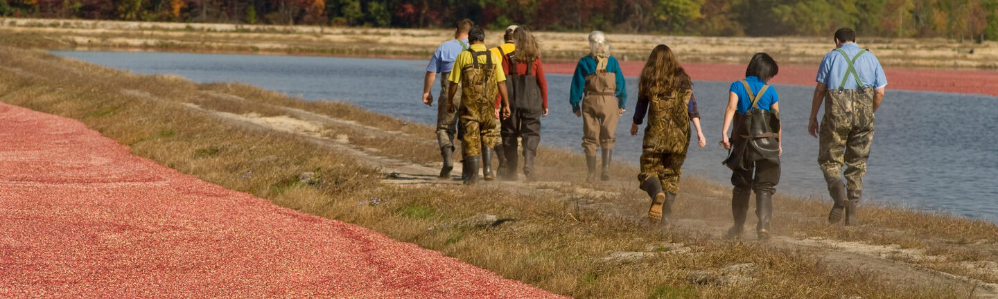 People walking across a strip of land at the edge of a cranberry bog