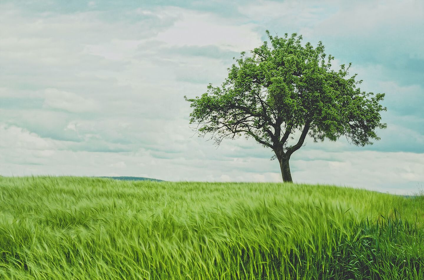 Leaders in Environment